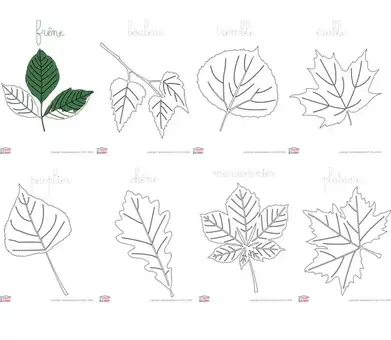 Coloriages De Feuilles D Arbre Cabane A Idees